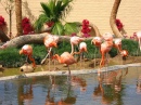 Ilha do Flamingo