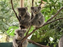 Zoológico Coala Park Sanctuary, Sydney