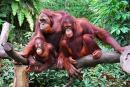 Família de Orangotangos