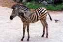 Pequena Zebra