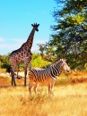 Zebra e Girafa na Namíbia