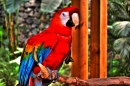 Papagaio do Parque de Vida Selvagem de Izmir