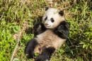 Bao Bao: o Panda no Zoológico Nacional