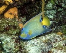 Columbia Deep - Angelfish da Rainha