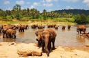 Elefantes no Sri Lanka