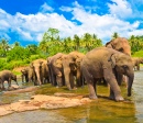 Grupo Elefante na Água, Sri Lanka