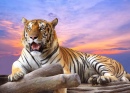 Tigre no Por do Sol