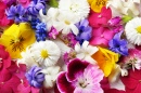 Flores Coloridas da Primavera