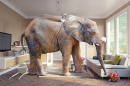 Elefante na Sala