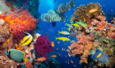 Coral e Peixes no Mar Vermelho, Egito