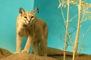Caracal Curioso
