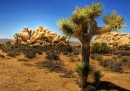 Símbolo do Deserto de Mojave