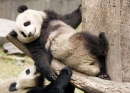 Pandas Gigantes