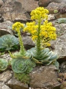 Jardim de Aeonium Wall
