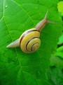 Caracol