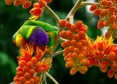 Periquito-arco-íris