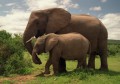 Parque Nacional dos Elefantes de Addo