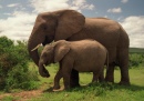 Parque Nacional dos Elefantes de Addo