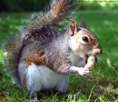 Esquilo no Parque de Greenwich, Londres