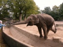 Elefante Balançando