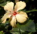 Bangkok Parque das Borboletas de Hibiscus