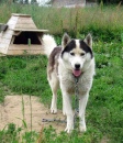 Fazenda do Husky