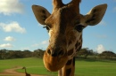 A Girafa é o Único Animal Nascido com Chifres
