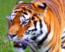 Tigre-siberiano, Zoológico de Colchester, Inglaterra
