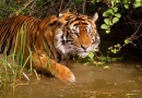 Tigre