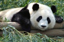 Olhar de Panda