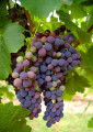 Uvas para a produção de Vinho