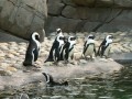 Pinguins