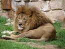 Leão Preguiçoso