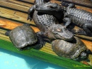 Tartarugas e Jacarés Cochilando em Gatorland