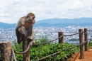 Zoológico de Iwatayama Monkey Park