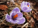 Crocus de Montreal