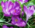 Crocus Roxo