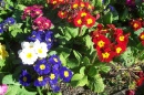 Primula
