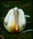 Pelicano Preguiçoso