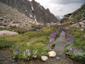 Flores Alpinas em Ala-Archa