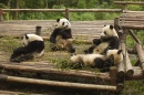 Banda de Pandas