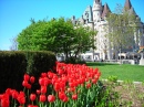 Tulipas em Ottawa