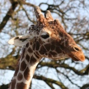 Girafa, Zoológico de Colchester, Inglaterra