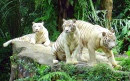 Tigres Brancos, Zoológico de Cingapura