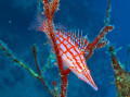 Oxycirrhites Typus
