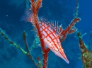 Oxycirrhites Typus