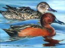 Concurso de Arte Duck Stamp