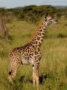 Parque Nacional de Serengeti NP, Tanzânia