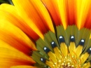 Gazania
