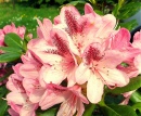 Rododendro